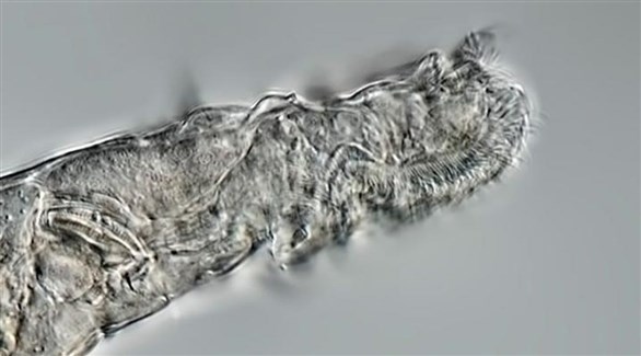 بعد تجميده لمدة 24 ألف عام