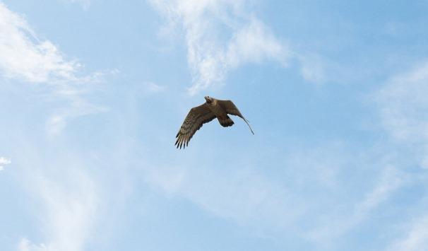 تسجيل طائر نادر جديد في محمية