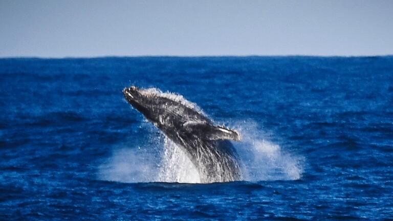 صياد أميركي يروي تجربته بعد أن