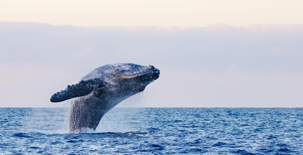 صياد ابتلعه حوت وأدخله لبطنه ثم