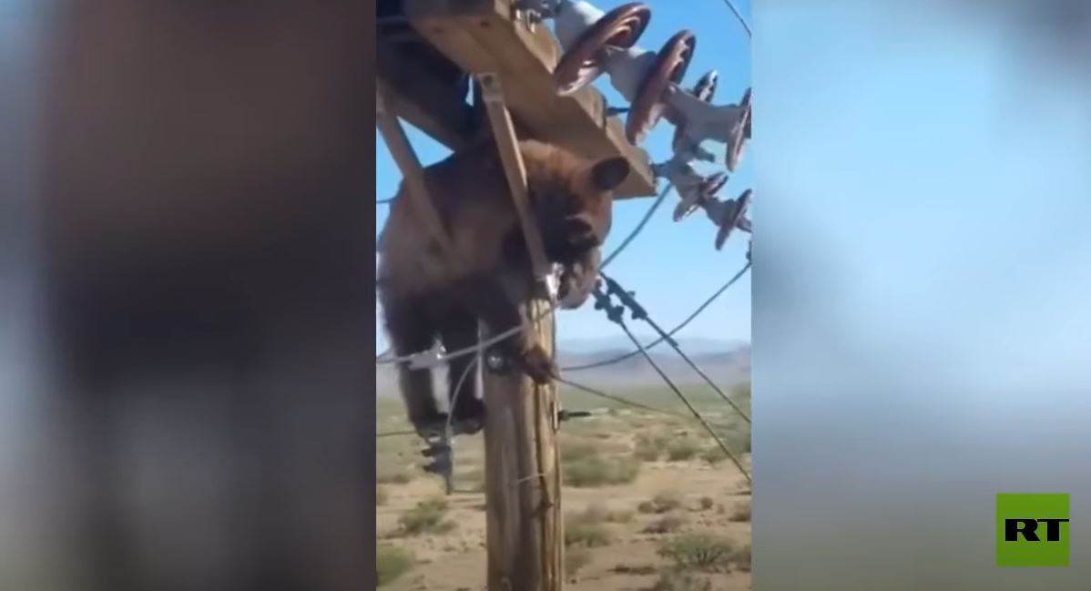 بعد طائر الأردن.. دب عالق في