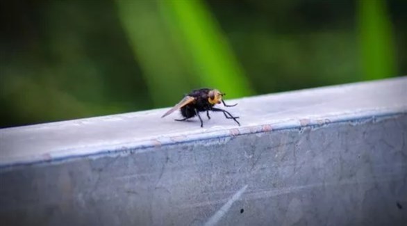 3 حيل للتخلص من الذباب في