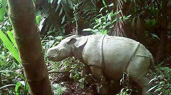 الكاميرات ترصد صغيرين من الخرتيت الجاوي