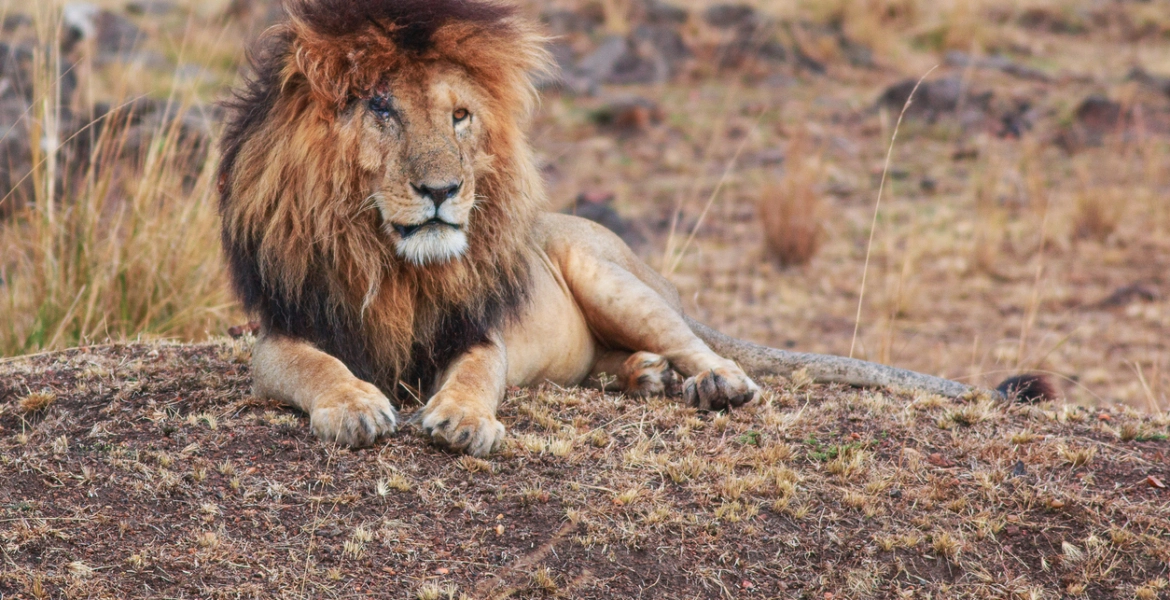 “سكارفيس”.. وفاة الأسد الأشهر في إفريقيا