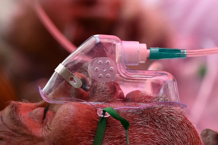 الصحة: هذا سبب الفطر الاسود