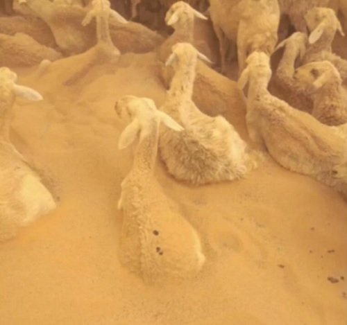 عاصفة الكويت الترابية تدفن الخراف والدجاج