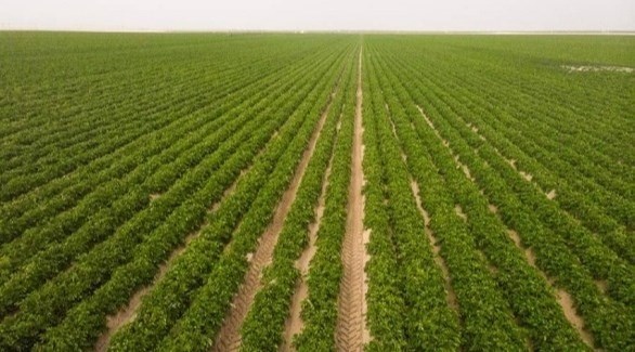 الحنيفات: خطة لتشكيل أسعار مدخلات الإنتاج