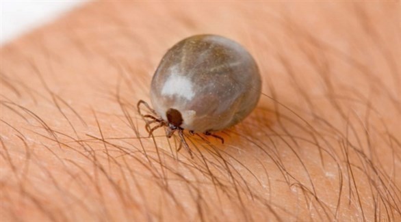 نصائح للوقاية من لدغات حشرة القراد