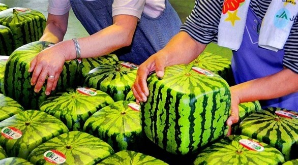 البطيخ المربع ليس صالحا للأكل