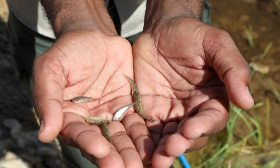 جدول زمني لإنقاذ سمك اردني نادر