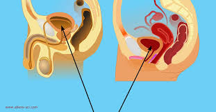 أطباء يحذرون البدينات من السلس البولي