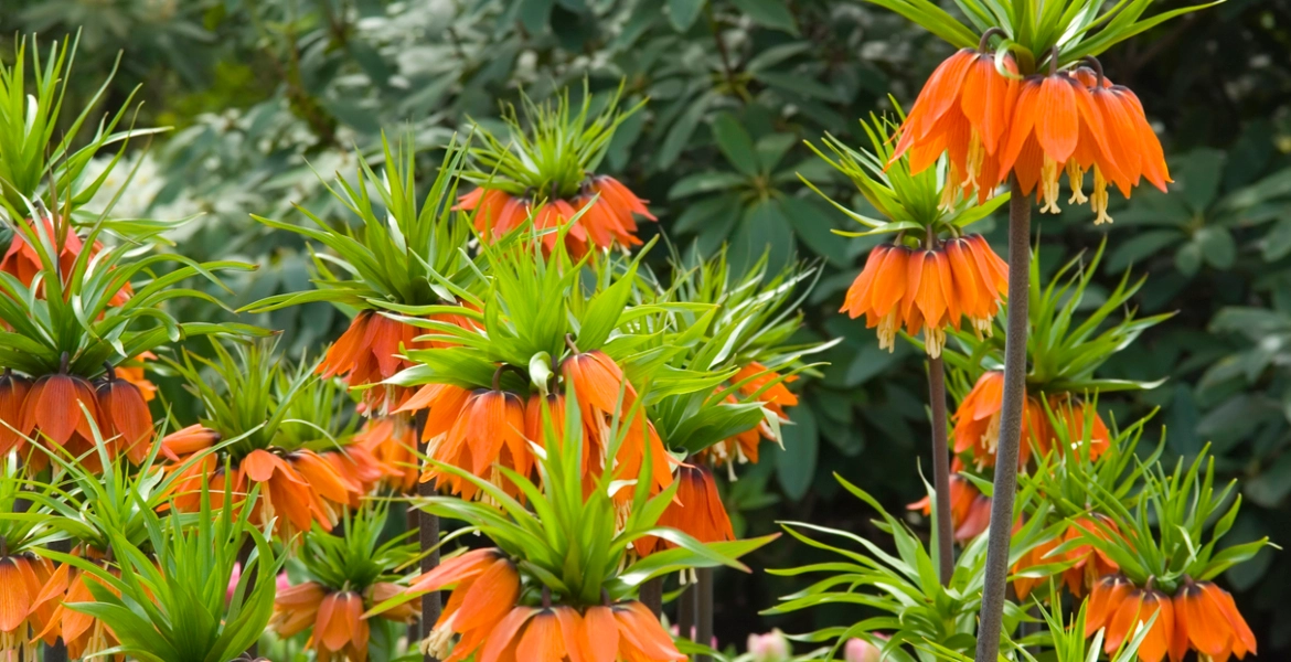 “المظاهر خداعة” 8 نباتات جميلة لكن