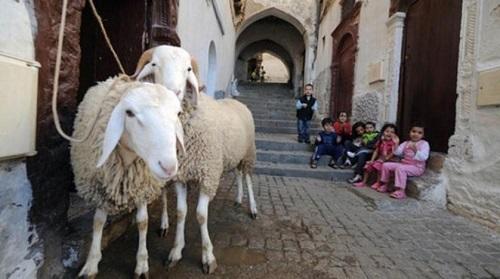 تونس.. مسؤولة تدعو إلى إصدار فتوى