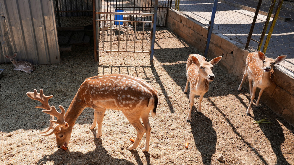 حيوانات تتضور جوعا في حدائق لبنان