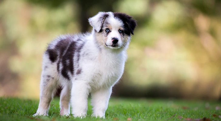 أستراليا.. فيروس خطير ينتشر بين الكلاب