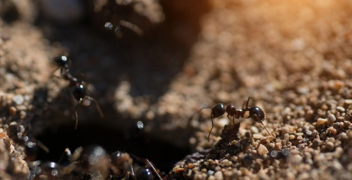 يفجّر نفسه في أعدائه لحماية أرضه..