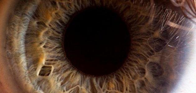 هل حجم حدقة العين يحدد مستوى