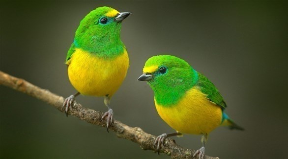 منطق الطير.. الدوبامين يلعب دورا في