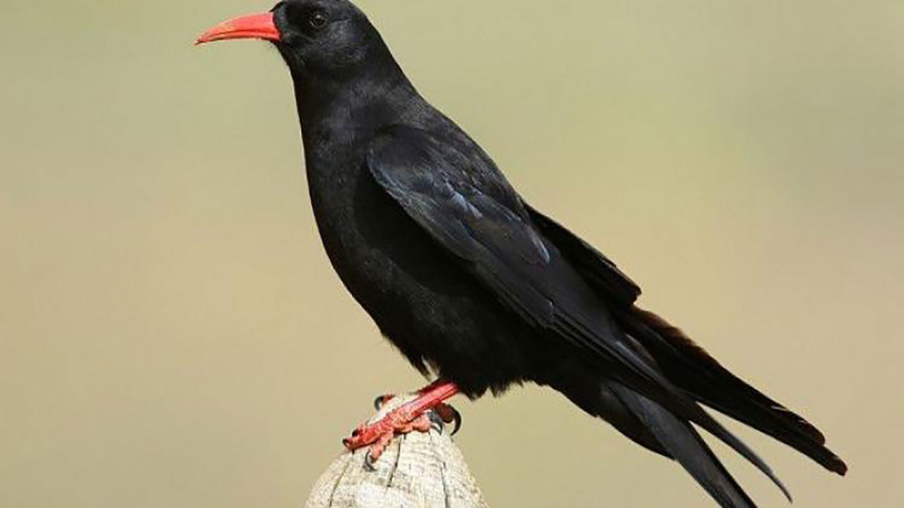 شاهد.. طائر أسود يهاجم الرجال ويستثني