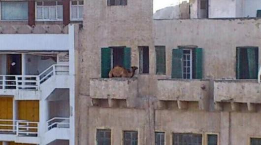 لماذا أثارت هذه الصورة دهشة المصريين؟