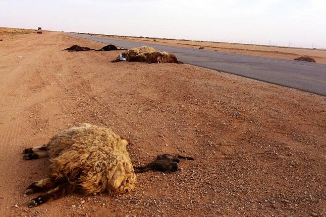 نفوق 150 راسا من الاغنام بشارع