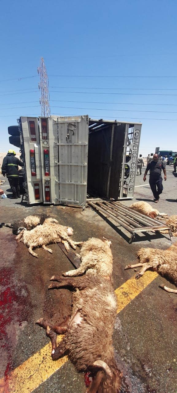 انقاذ خراف من النفوق بعد انقلاب