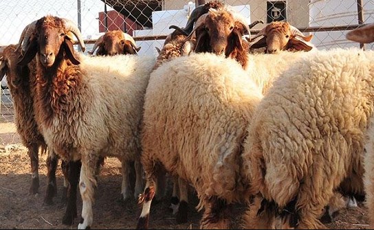 50 طبيبا بيطريا في مواقع الاضاحي