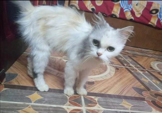 حتى القطط تعاني في لبنان بسبب