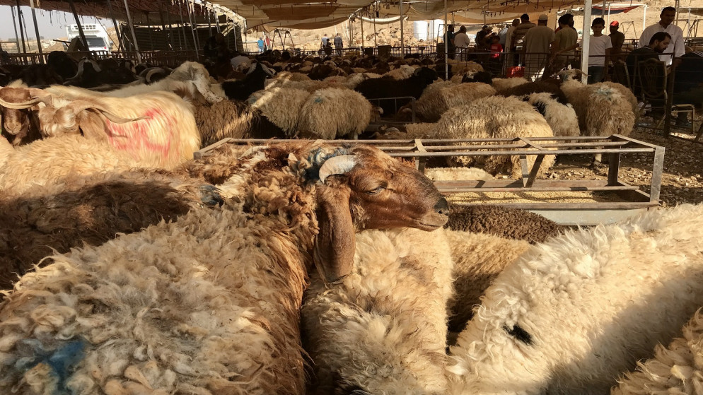 أكثر من 2190 أسرة محتاجة استفادت