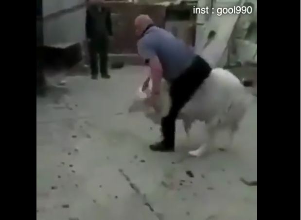 فيديو| خروف يلقن صاحبه درسا لا