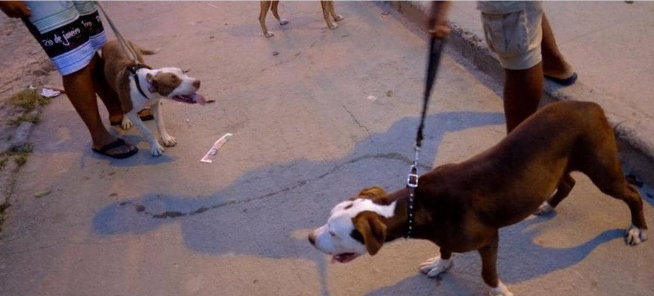 وفاة مروعة.. كلاب شرسة تنهي حياة