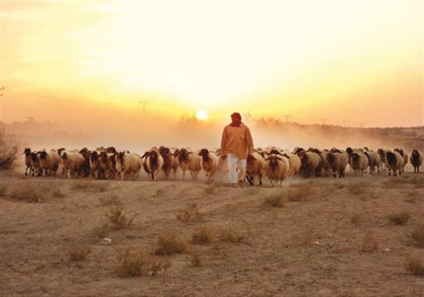 الكرك.. راعي أغنام توفي ولم يعلم