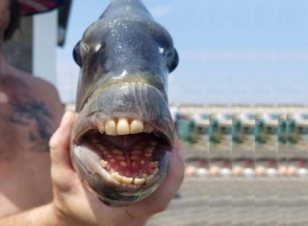 اصطياد سمكة مخيفة ذات أسنان بشرية