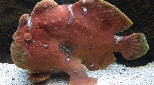 سمكة الضفدع تسبب رعبا للصيادين في