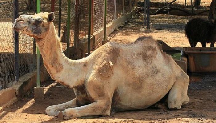 الأردن ينتج 600 طن من مخلفات