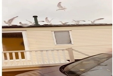 تنتقم من جيرانها المزعجين بجذب طيور