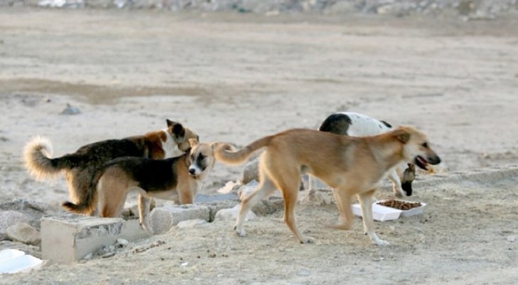 بلدية الطفيلة تتخذ إجراءات للحد من