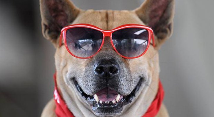 كلب يقود شابين إلى المحكمة في