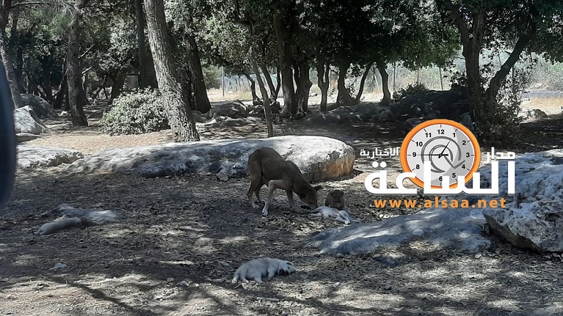 مشهد حزين.. هذا ما فعلته كلبة