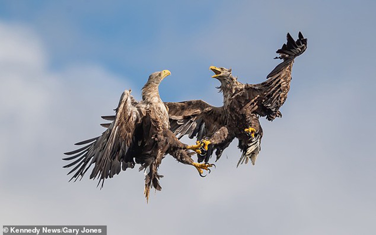 نسران يشبكان مخالبهما بضع ثوان فوق