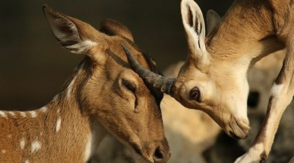 أمريكا تسجل أول إصابات لغزلان بكورونا