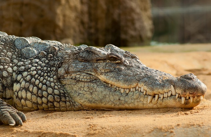 الاحتلال: الجيش الأردني أبلغنا بتسلل تمساح