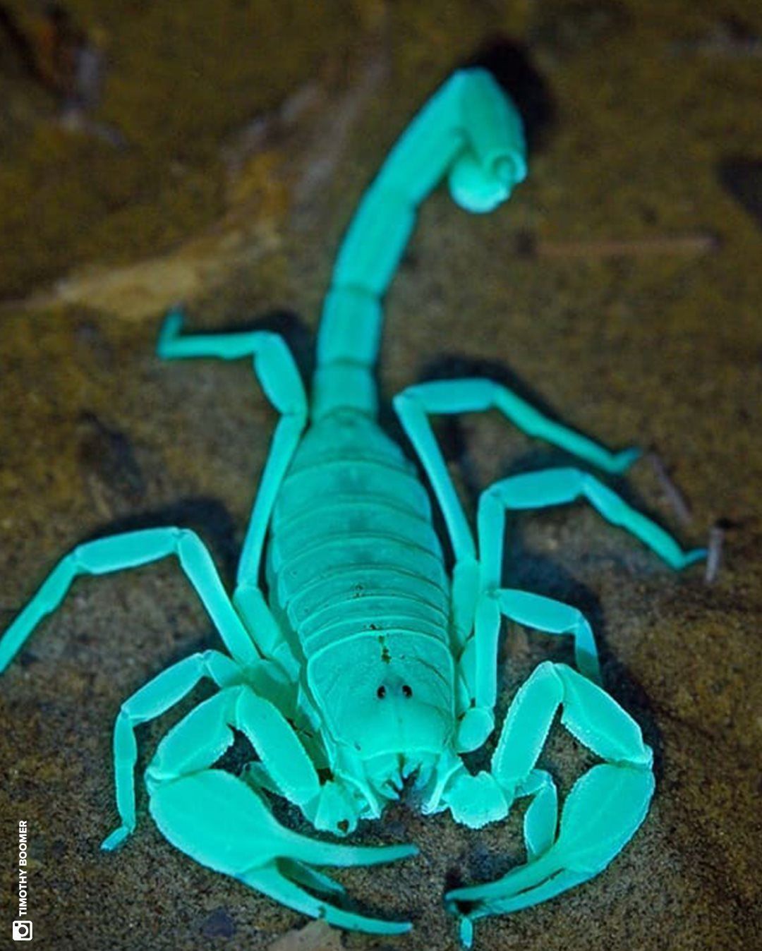 لماذا يتحوّل العقرب إلى مصباح ليلا؟