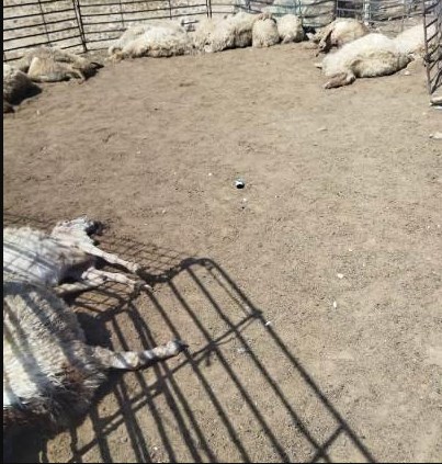 الزراعة: لا مواد سامة في الاغنام