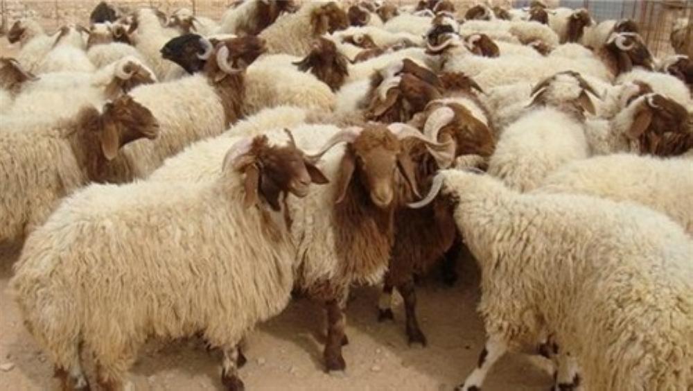 “الزراعة”: لا مواد سامة في الأغنام