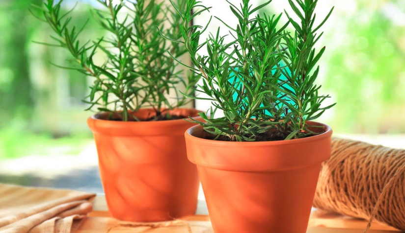 ماهي النباتات التي تحسّن المزاجية؟