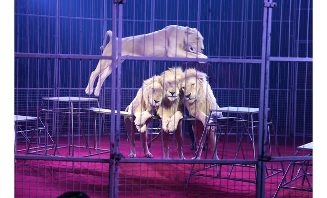 افتتاح سيرك مونتي كارلو في عمان