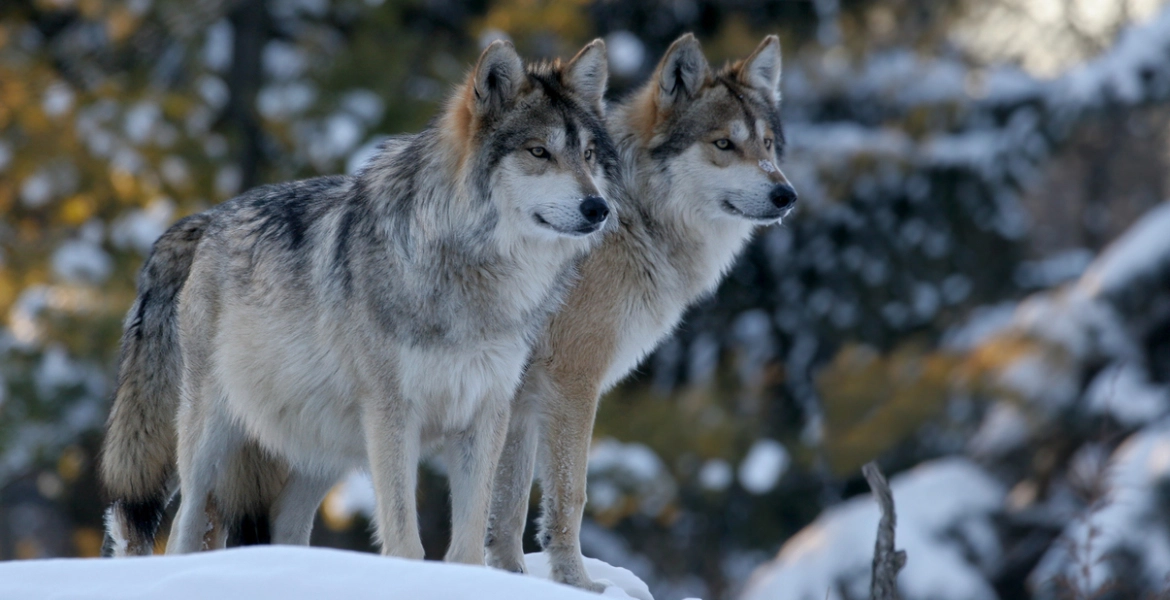 تعيش حبا حقيقيا ولا يفرق بينها