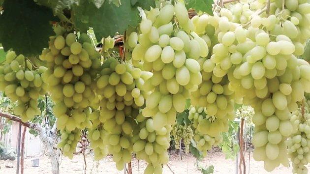 انتهاء مرحلتين من مشروع استخدام النانو