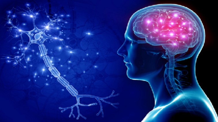 كيف تحافظ على دماغك صحيا